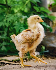 portrait of a young chick bleeding hearts background 