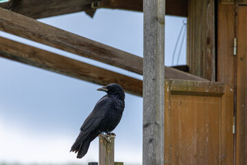 Eine Rabenkrähe (Corvus corone) sitzt auf einem Schuppen