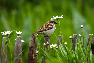 Ein Haussperling (passer domesticus) sitzt auf einem Pfahl