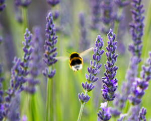 Lavender flowers with a flying bee in motion