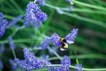 Close-up of lavender flowers with a bee collecting nectar