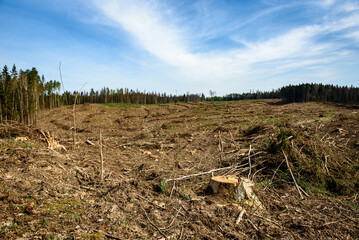 Deforestation. Forest plot after deforestation. Clear ground.