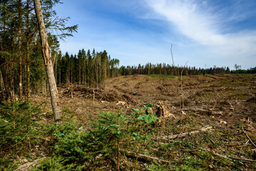 Deforestation. Forest plot after deforestation. Clear ground.