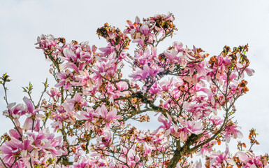 Pinke Magnolienblüte