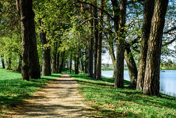 Linden alley in spring with fresh green leaves.