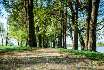 Linden alley in spring with fresh green leaves.