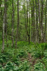 Ferns of the Olterudelva Valley, Norway, in May.