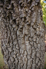 Close-up of rough tree bark in a public park in Portugal, captured in natural daylight to emphasize...