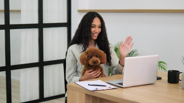 Millennial woman at desk with toy poodle talking on video call by laptop home pets video chatting affectionate animals. Female holding toy poodle video conversation pets at home video communication.