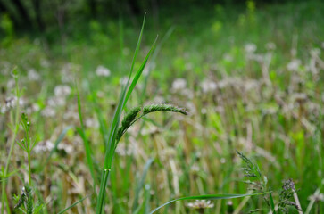 green wheat field