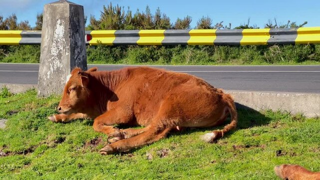 Adorable young calf yawning while peacefully resting beside a path. Captured in Calheta, Madeira on May 13, 2025.