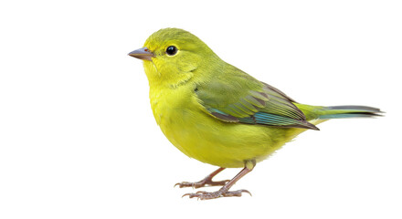 Isolated Green Warbler