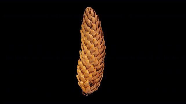 Pine Cone Opening in Time Lapse on a Black Background. Fir Tree Cone Moving Isolated on Black Background. Abies Tree
