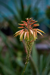 Fototapeta premium Aloe zebrina flower close-up on a dark natural background