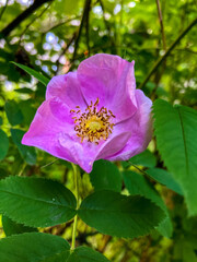 Fototapeta premium Photo of day 