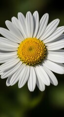 Fototapeta premium White daisy flower in full bloom, with vibrant yellow center and delicate white petals radiating outward. Captured in natural sunlight with a soft green blurred background, this image highlights the b