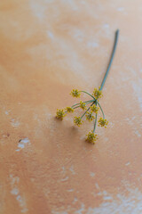 Fennel with delicate flowers on a neutral background, ideal for restaurant marketing. Use in menus or farm-to-table promotions. Perfect for chefs, cafes, or organic dining campaign