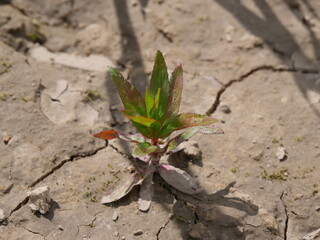 Small Plant Emerging from Parched, Cracked Earth