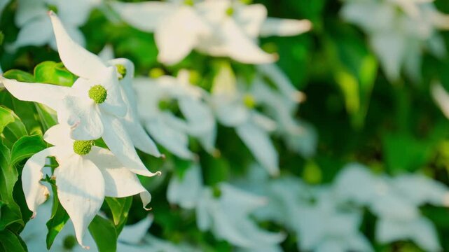夕日に照らされ風に揺れる白いヤマボウシの花のクローズアップ