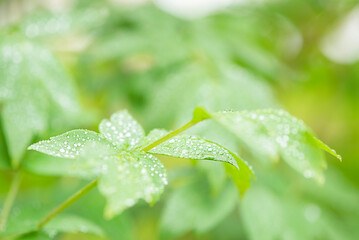 green floral background with selective focus drops dew