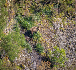 First sightings of the brown bear, specifically a female bear with cubs this year!