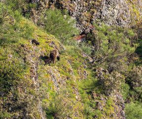 First sightings of the brown bear, specifically a female bear with cubs this year!