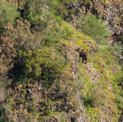 First sightings of the brown bear, specifically a female bear with cubs this year!