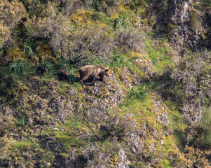 First sightings of the brown bear, specifically a female bear with cubs this year!