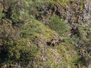 First sightings of the brown bear, specifically a female bear with cubs this year!