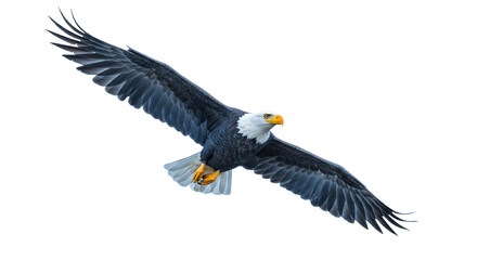 Isolated Bald Eagle
