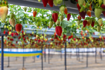 Fresh organic strawberry cultivation in greenhouse