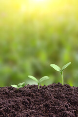 Plant growth evolution from seed to sapling. Young green seedling are growing from the rich soil in sunlight. Business growth, success, development and profit. Ecology and business concept.