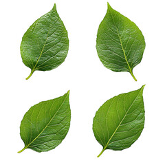 Fototapeta premium Four green leaves close up view on transparent background