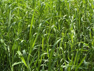 Fototapeta premium Green grass in the meadow