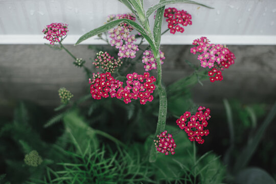 Beautiful yarrow blooming in english cottage garden. Close up of pink and red yarrow flower. Floral wallpaper. Homestead lifestyle and wild natural garden