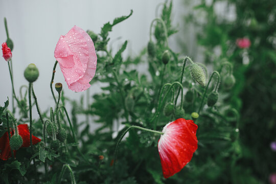 Beautiful poppies blooming in english cottage garden. Close up of pink and red poppy flower with rain drops. Floral wallpaper. Homestead lifestyle and wild natural garden