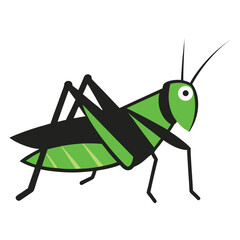 green grasshopper isolated on white background