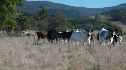 beautiful cattle in Australia  eating grass, grazing on pasture. Herd of cows free range beef being regenerative raised on an agricultural farm. Sustainable farming 