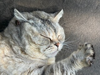 Pretty sleeping cat on the floor. 