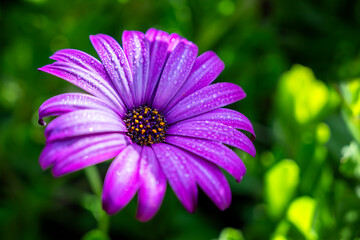Lila Bornholmmargerite mit Wassertropfen vom Morgentau im eigenen Garten