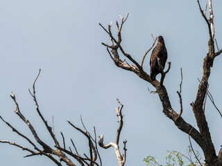 Photography of eagle sitting on the dry branches against the sun.