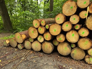Pile of logs with green markings on them