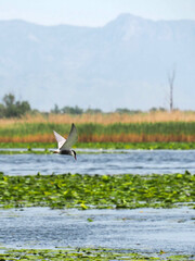 Photo of whiskered tern (Chlidonias hybrida) bird searching for prey in lake waters during sunny spring day. 