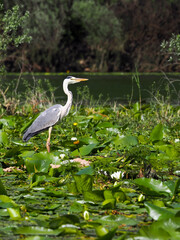 Vertical photography of grey heron standing on water lilies, Skadar Lake, Montenegro, Balkans. 
