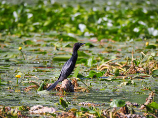 Picture of young black cormorant. Water is covered by green leafs of water lily