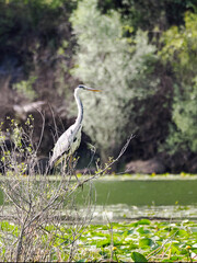 Grey heron standing on tree in the water, looking for a fish prey