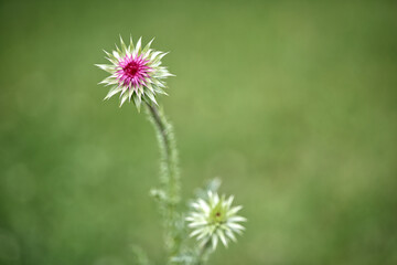 Beautiful mush thistle in solitary photo against blurry bokeh background. 