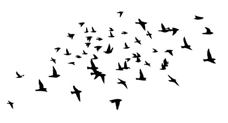 Flying birds silhouette flock. hand drawing. Not AI. Vector illustration.