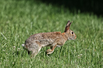 Cottontail rabbit running in green grass caught midair. 