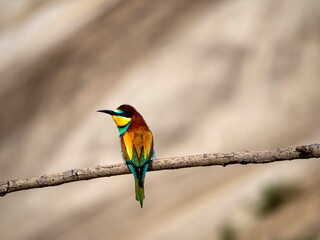 Photograph of single european bee-eater bird (Merops apiaster) sitting on the branch. Colorful bird on monochromatic blured  background of sandy color